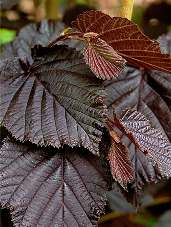 Лещина (Орешник) Purpurea на штамбе