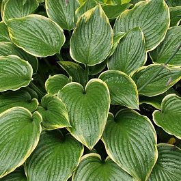 Хоста гибридная Примадонна