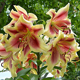 Лилия от-гибрид Холланд Бьюти