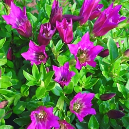 Горечавка Lipstick