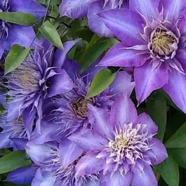 Клематис гибридный Multi Blue