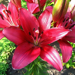 Лилия ЛА-гибрид Фанжио