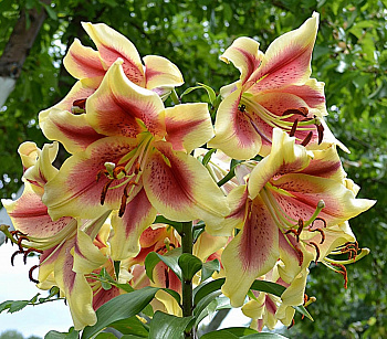 Лилия от-гибрид Холланд Бьюти