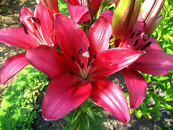 Лилия ЛА-гибрид Фанжио