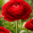 Лютик Азиатский  Red
