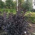 Пузыреплодник калинолистный Panther