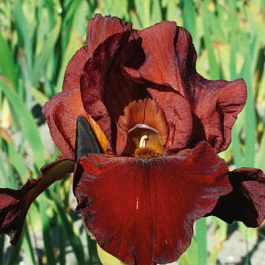 Ирис бородатый Квич