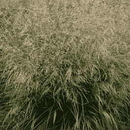 Щучка дернистая Scotland