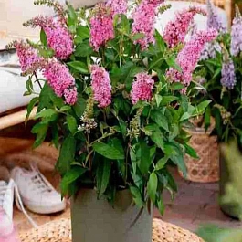 Буддлея Давида Little Rockstars Pink