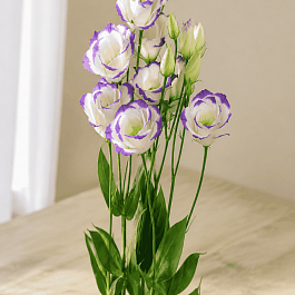 Эустома Rosita Blue Picotee