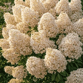 Гортензия метельчатая Bobo