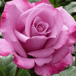 Роза чайно-гибридная Moody Blue