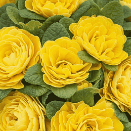 Примула махровая Hethor Petticote Yellow