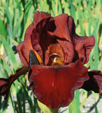 Ирис бородатый Квич