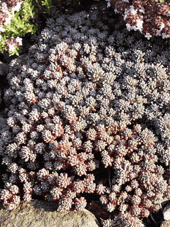 Очиток зибольда Glaucum