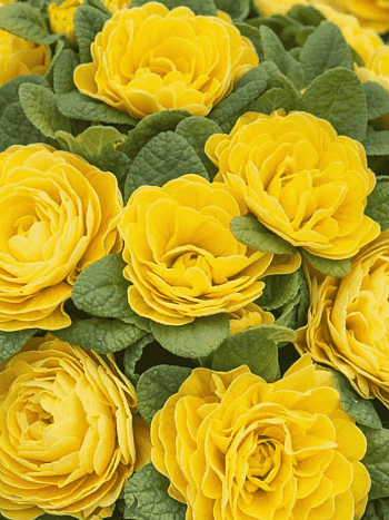 Примула махровая Hethor Petticote Yellow