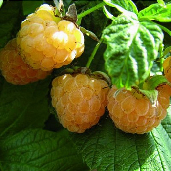 Малина желтоплодная Беглянка