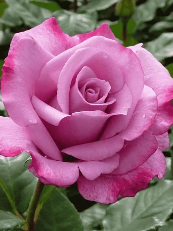 Роза чайно-гибридная Moody Blue