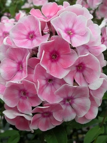 Флокс метельчатый Татьяна