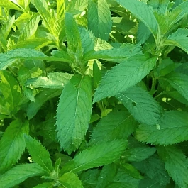 Мята колосистая Yakima