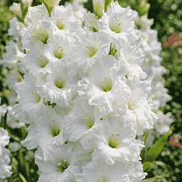 Гладиолус Sancerre