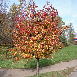 Рябина промежуточная Рябина промежуточная