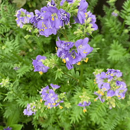 Синюха голубая Bambino Blue