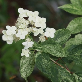 Гортензия метельчатая Шикоку Флаш Гортензия метельчатая Шикоку Флаш