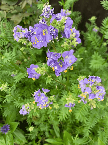 Синюха голубая Bambino Blue