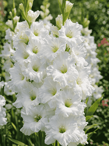 Гладиолус Sancerre