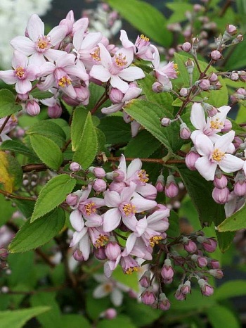 Дейция гибридная Mont Rose