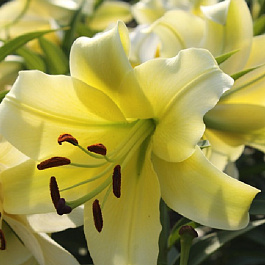 Лилия ОТ-гибрид Ханимун