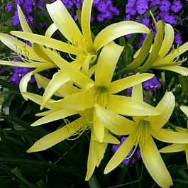 Лилейник Citrina