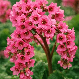 Бадан сердцелистный Rose