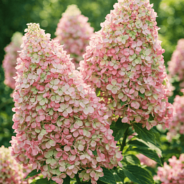 Гортензия метельчатая Royal Flower