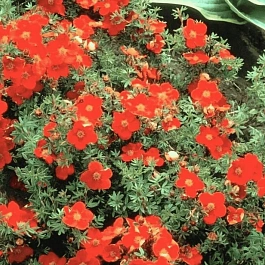 Лапчатка кустарниковая  Red Ace