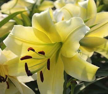 Лилия ОТ-гибрид Ханимун