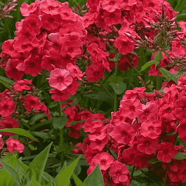 Флокс метельчатый Juliglut