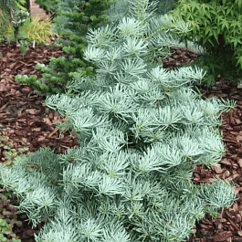 Пихта одноцветная Argentea
