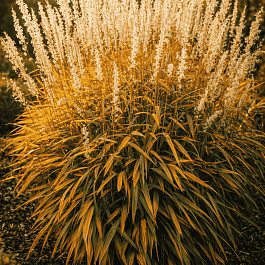 Серобородник сибирский