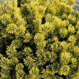 Сосна горная Little Goldstar