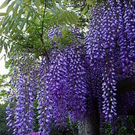 Глициния китайская