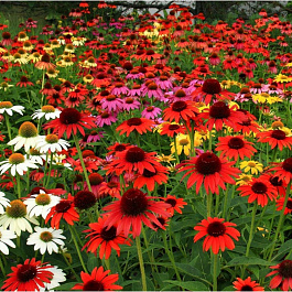 Эхинацея пурпурная Шайенн Спирит Эхинацея пурпурная Шайенн Спирит