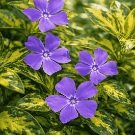 Барвинок малый Illumination