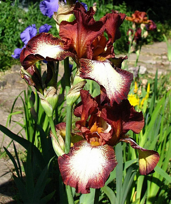 Ирис бородатый Римфайр НАБОР 2шт (1+1)