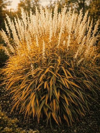 Серобородник сибирский