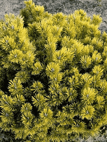 Сосна горная Little Goldstar