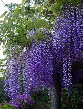 Глициния китайская