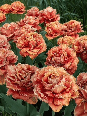 Тюльпан Sensual Touch