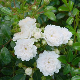 Роза почвопокровная Вайт Фэйри